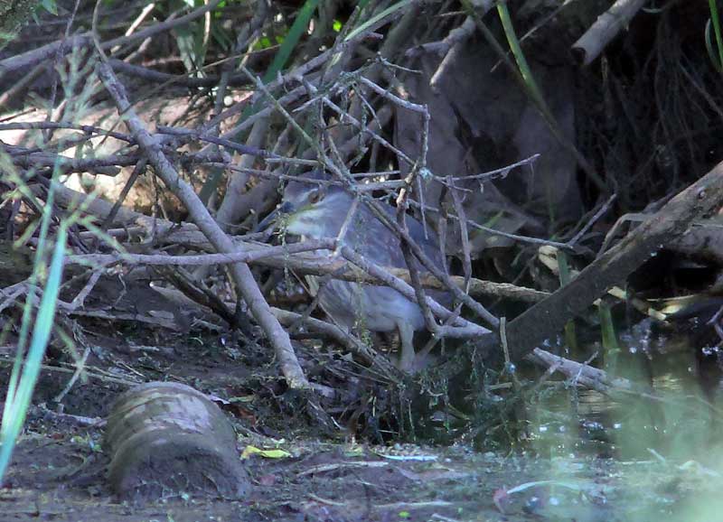 Night-Heron-1st-summer-15223043