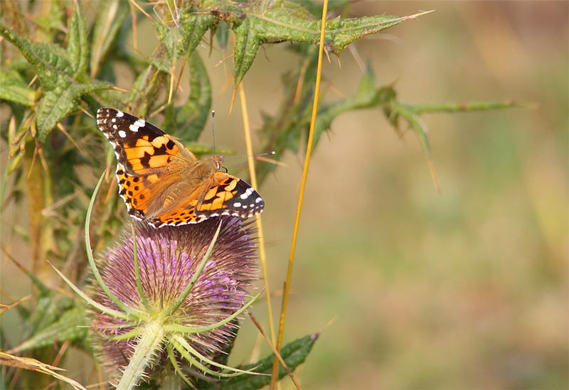 Painted-Lady-23353147