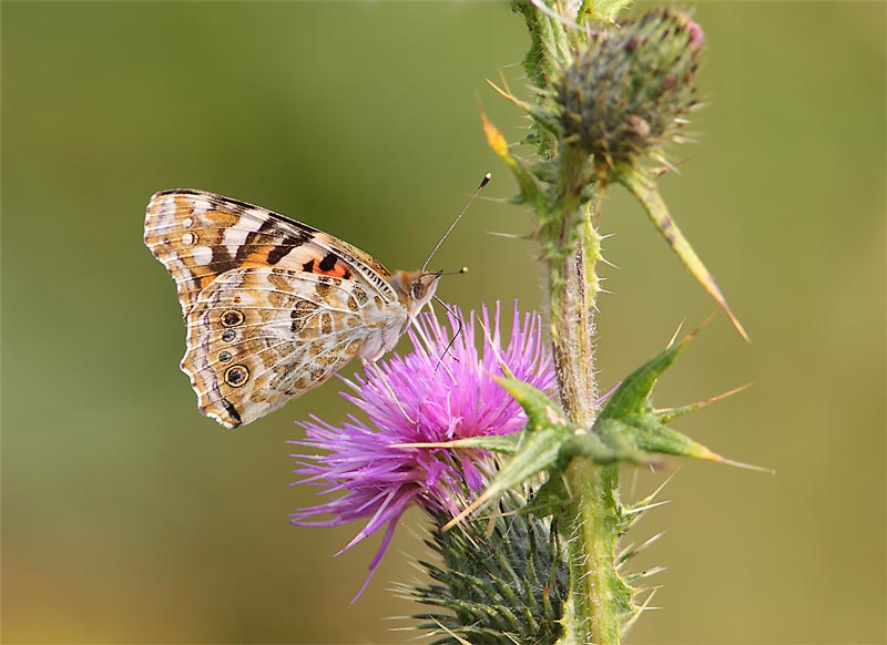 Painted-Lady-24093153