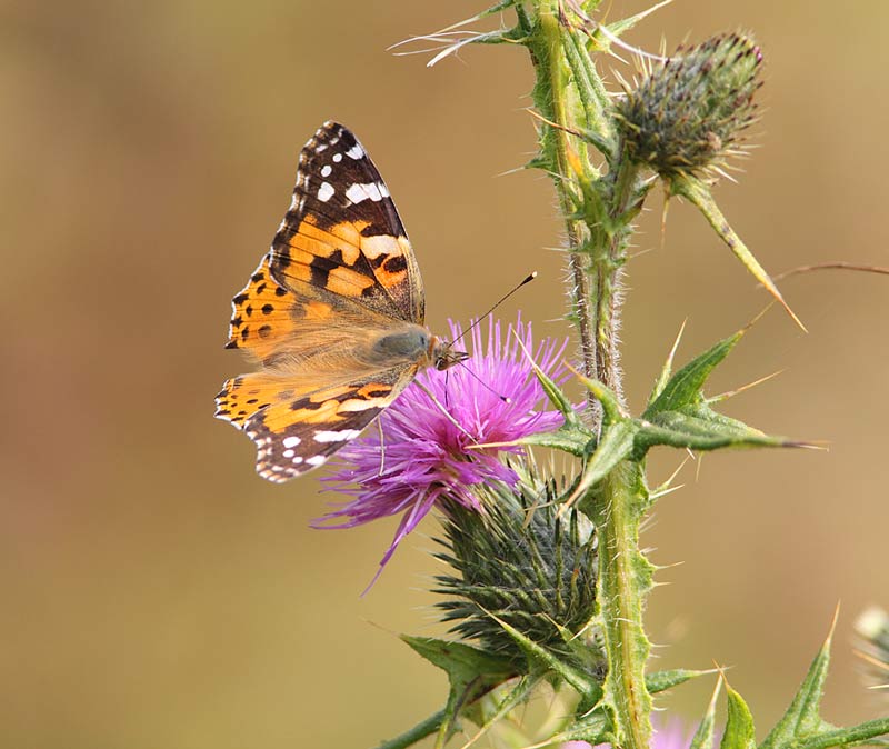 Painted-Lady-24113154