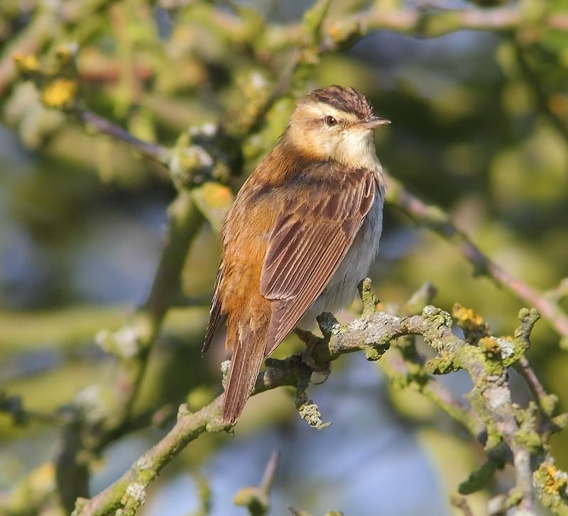 Sedge-Warbler-15813045