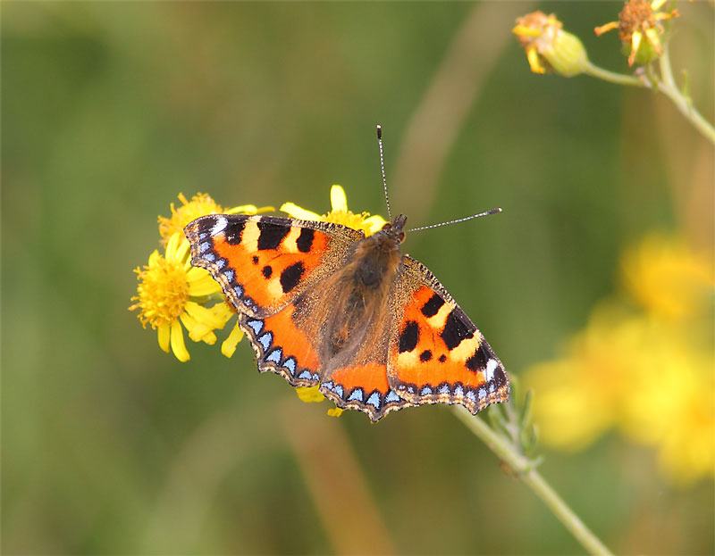 Small-Tortoiseshell-23463151