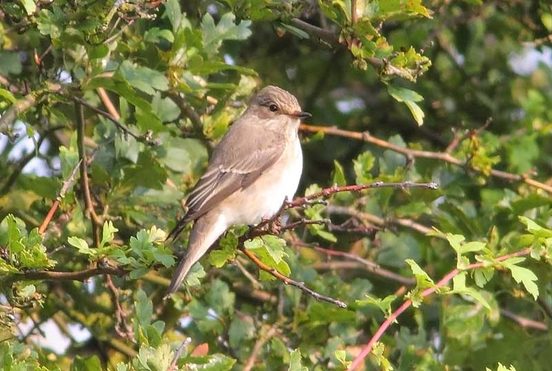 Spotted-Flycatcher-22923146