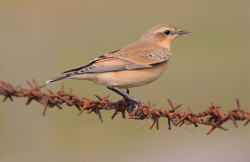 Wheatear-24183136