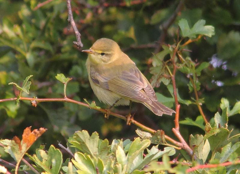 Willow-Warbler-23133150