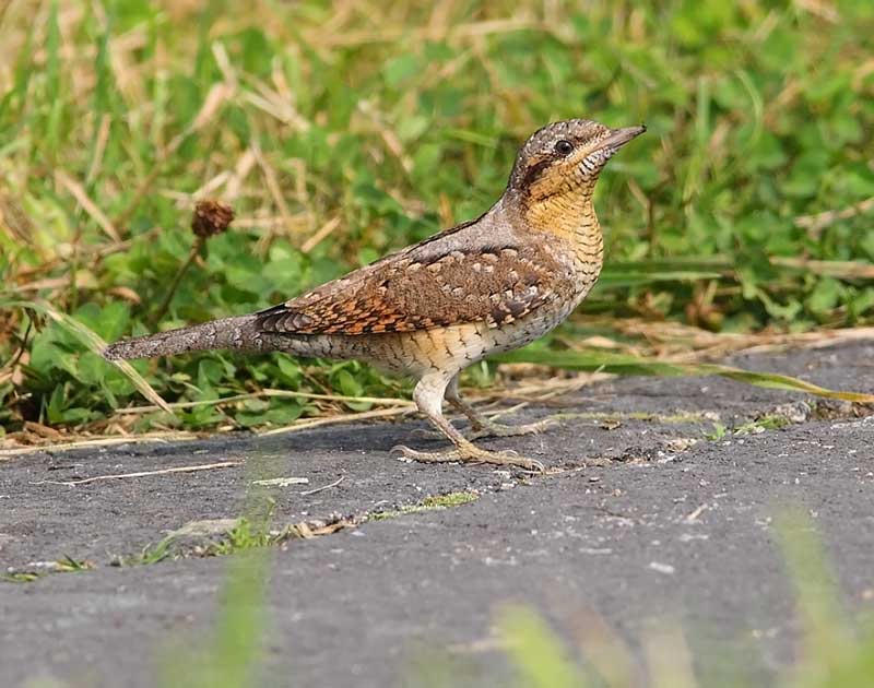 Wryneck-25333156