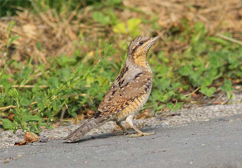 Wryneck-25523158