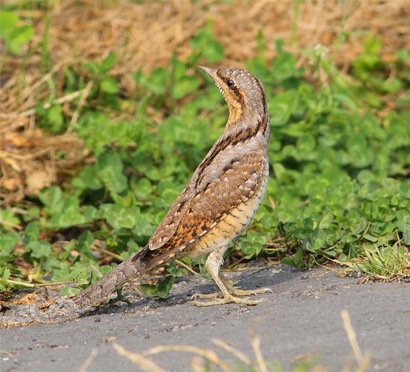 Wryneck-25703135