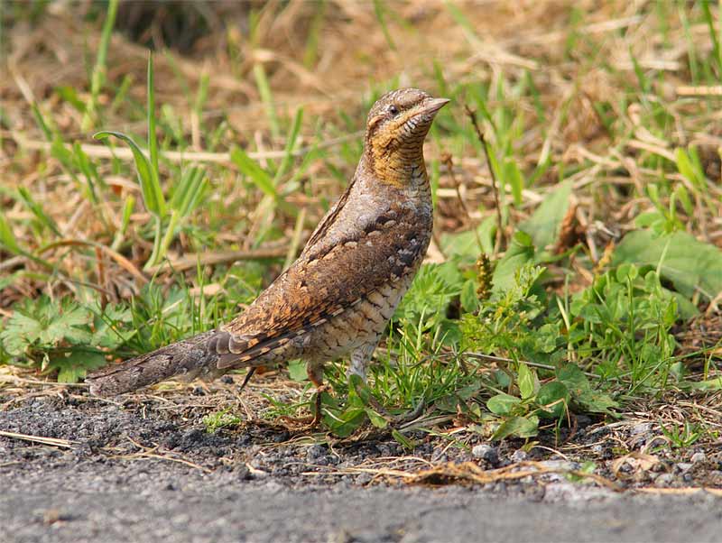 Wryneck-25773161