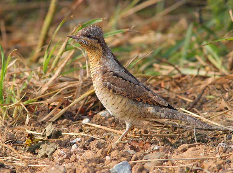 Wryneck-26003162