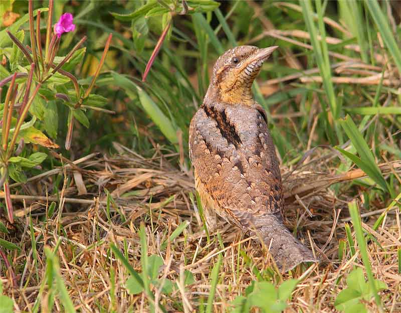 Wryneck-26313133