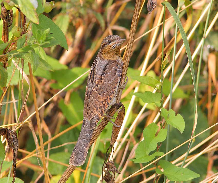 Wryneck-26333132