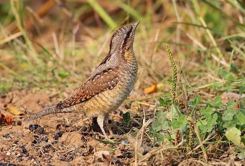 Wryneck-26763130