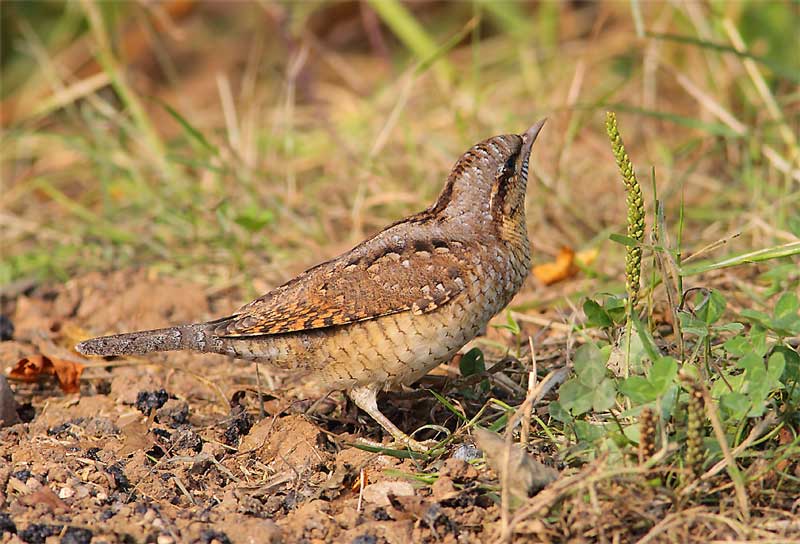 Wryneck-26773163