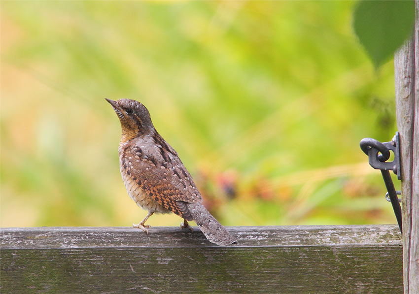 Wryneck-26873164