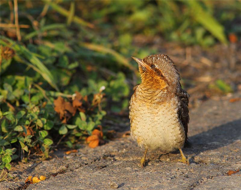 Wryneck-27673126