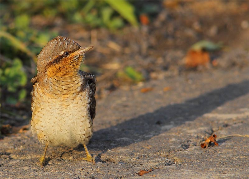 Wryneck-27723127