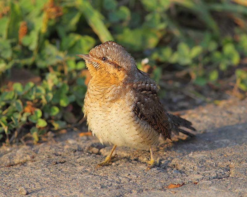 Wryneck-27753128