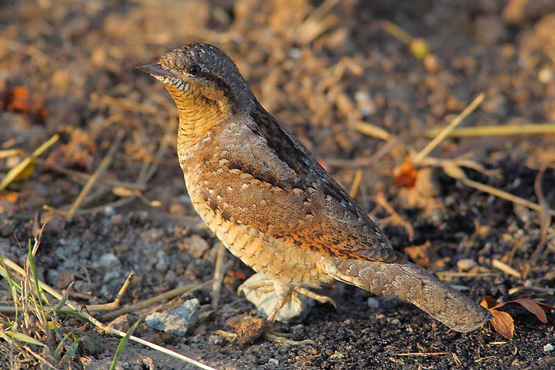 Wryneck-27783167