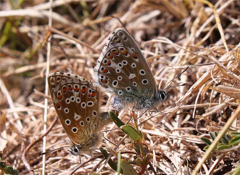 Adonis-Blue-05023202