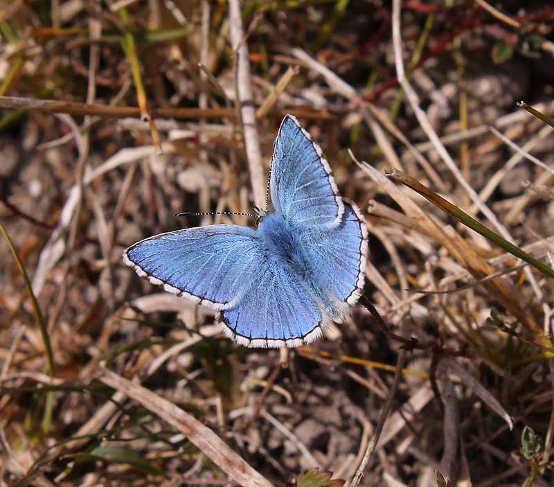 Adonis-Blue-05093192