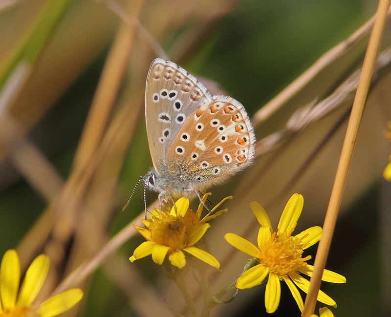 Adonis-Blue-28263193