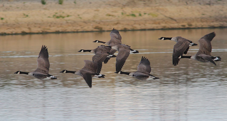 Canada-Geese-34893261