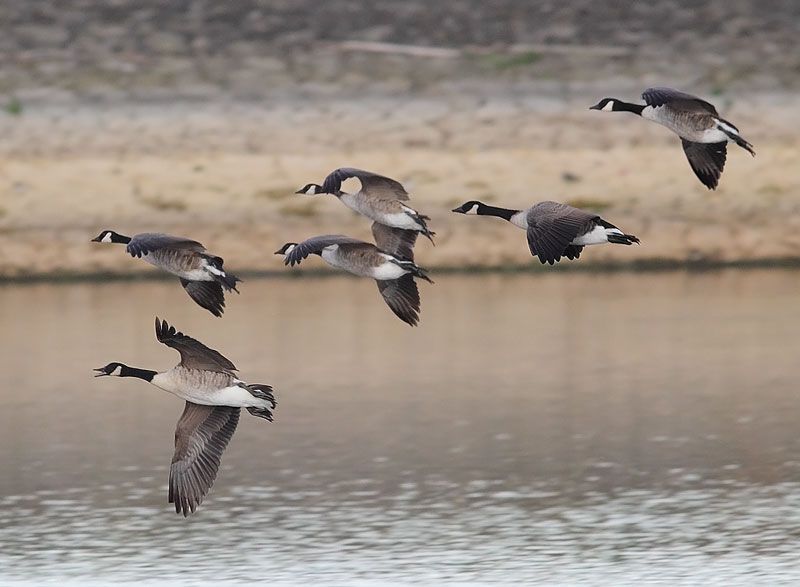 Canada-Geese-34933262
