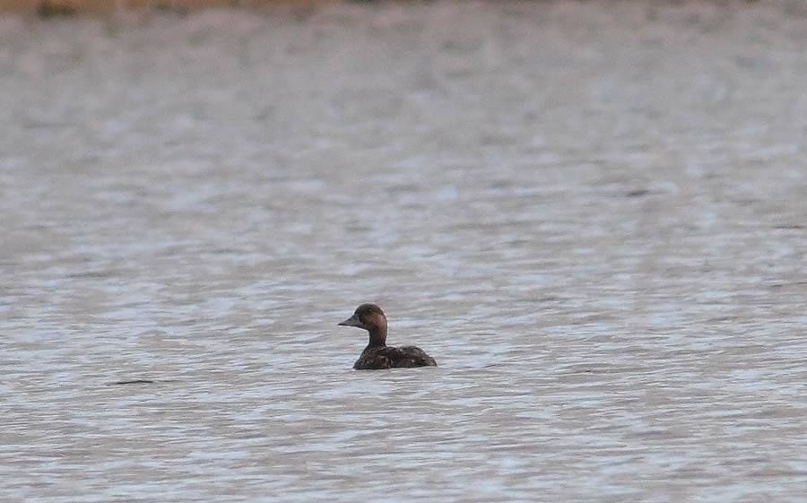 Common-Scoter-34503259