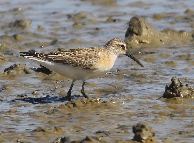 Curlew-Sandpiper-29173176