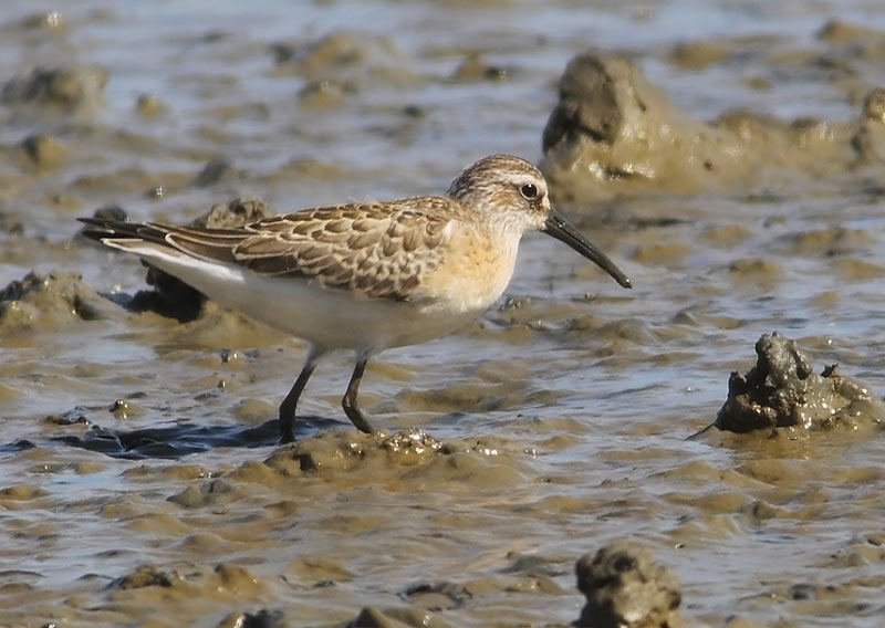 Curlew-Sandpiper-29183177