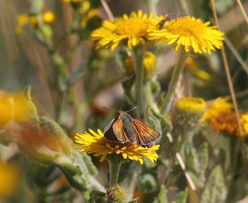 Lulworth-Skipper-28713195