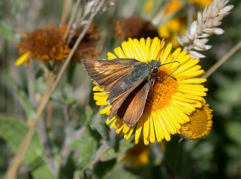Lulworth-Skipper-86193191