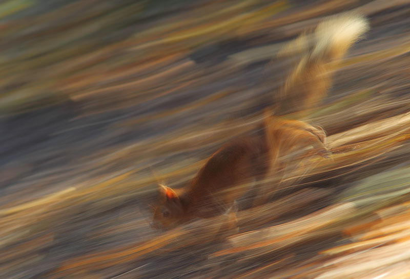 Red-Squirrel-30573186