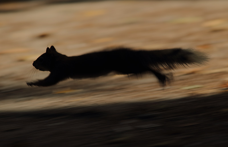 Red-Squirrel-30593187