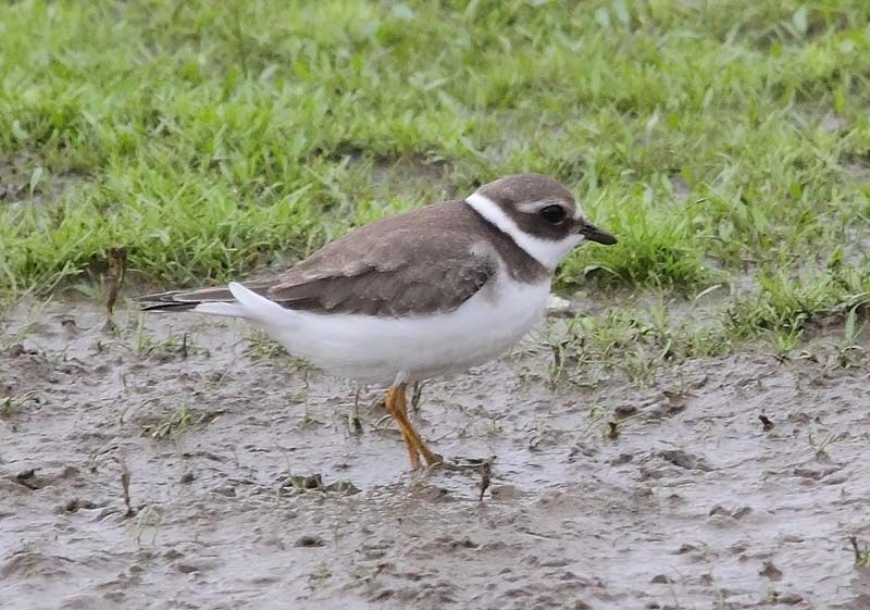 Ringed-Plover-35353263
