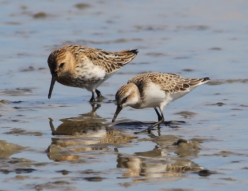 Semipalmated-Sandpiper-29843178
