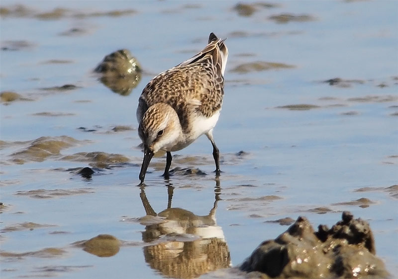 Semipalmated-Sandpiper-30023179