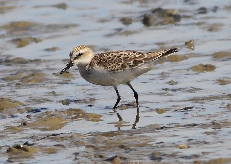 Semipalmated-Sandpiper-30233183