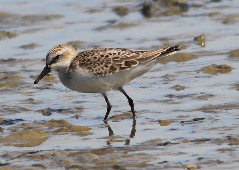 Semipalmated-Sandpiper-30243184