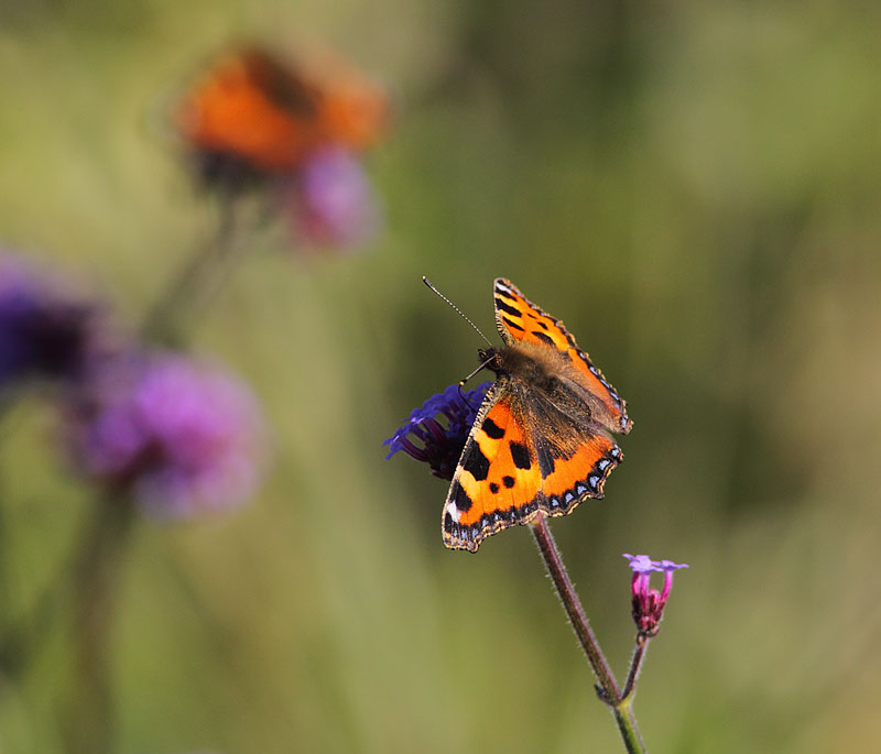 Small-Tortoiseshell-31633197