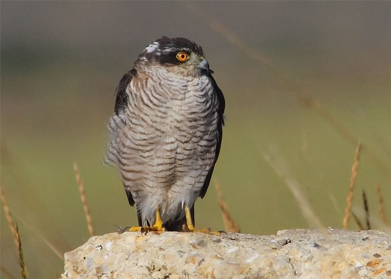 Sparrowhawk-31463189