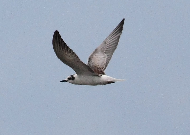 White-winged-Black-Tern-32063227
