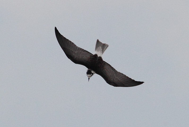 White-winged-Black-Tern-32083223
