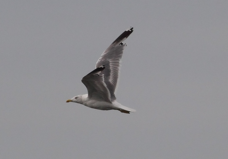 Yellow-legged-Gull-22713124