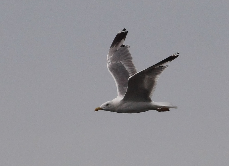 Yellow-legged-Gull-22753125