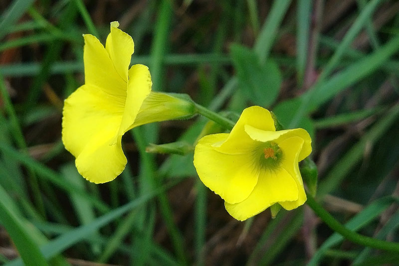 Bermuda-Buttercup-16773486