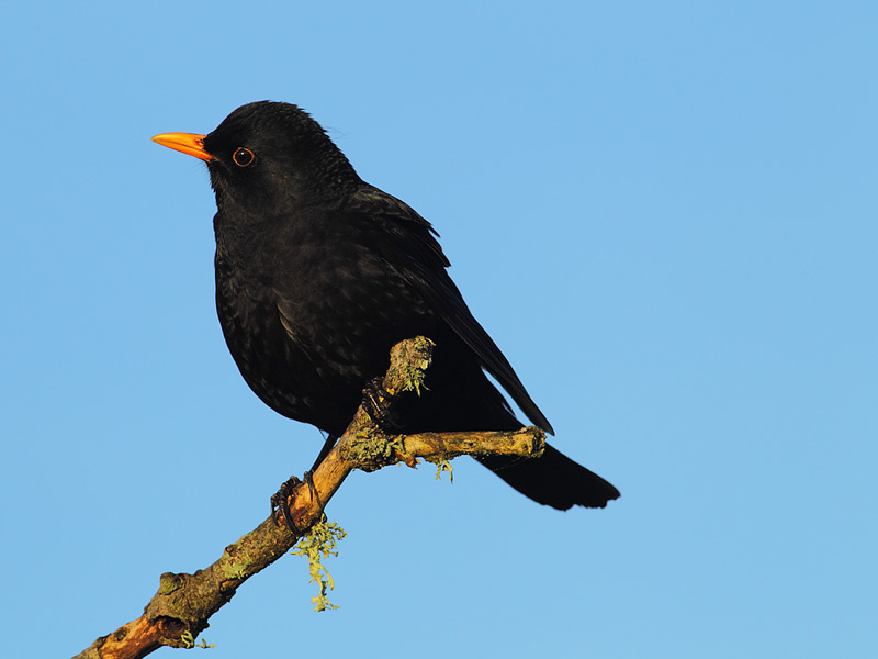 Blackbird-64893479