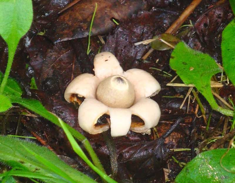 Earth-Star--65983483