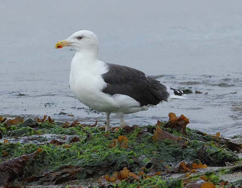 GBBGull-60483464